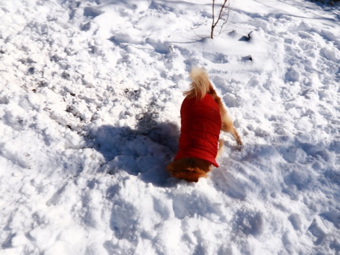 福助の得意技「雪へ鼻ズボ」