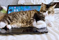 飼い主さんが仕事していると…キーボード上に乗ってしまったけだまちゃん（画像提供：けだまちゃんさん）