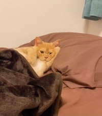 普段はこんなにイケ猫です。「そろそろ寝る？」（提供）