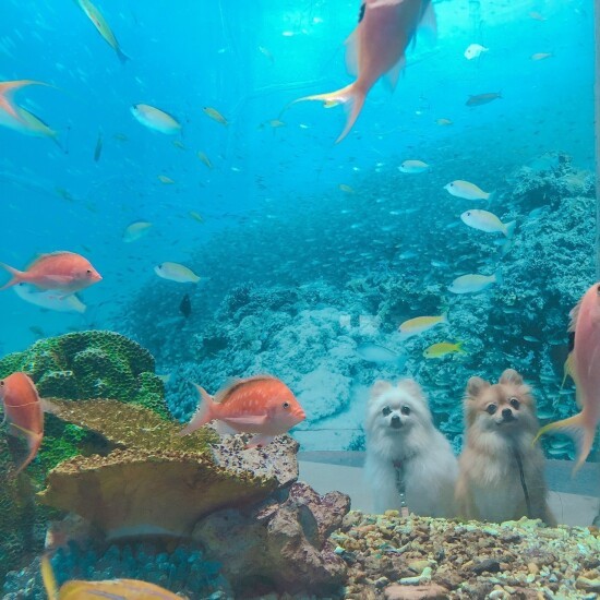 今は飼い主さんといろんなところへお出かけしている（お母さん提供）