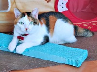 爪研ぎボードにのってのんびりくつろぐ桜ちゃん（画像提供：恵美子with三毛猫桜 時々旦那さん）