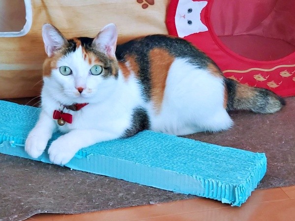 爪研ぎボードにのってのんびりくつろぐ桜ちゃん（画像提供：恵美子with三毛猫桜 時々旦那さん）