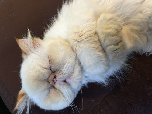 ドライブやお買い物が大好き　ヒマラヤンのペル