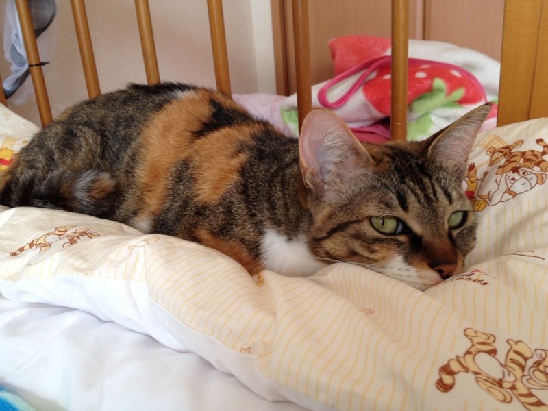 息子さんが産まれたころ。ベビーベッドで一緒にお昼寝し、息子さんを見守るようにそばにいた