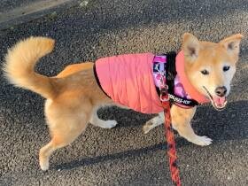 2023笑顔が満点で賞　琉球犬MIX「こすず」