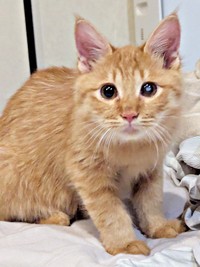 きゅるんとした瞳が愛らしいぽわげちゃん（画像提供：ツナさん）