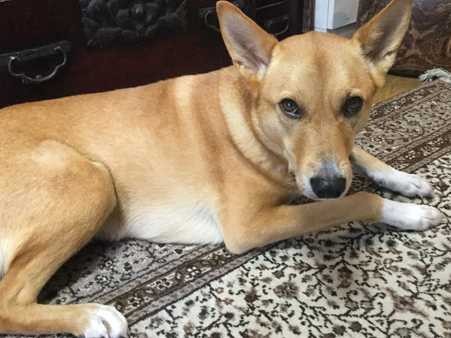 先代そっくりでママが一目ぼれ！保護犬のきなこ