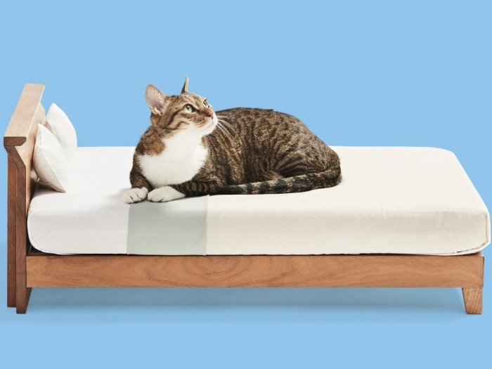 立野木材工芸「ラフィネ ベッドフォーキャット」110000円（税別）　（大川市提供）
