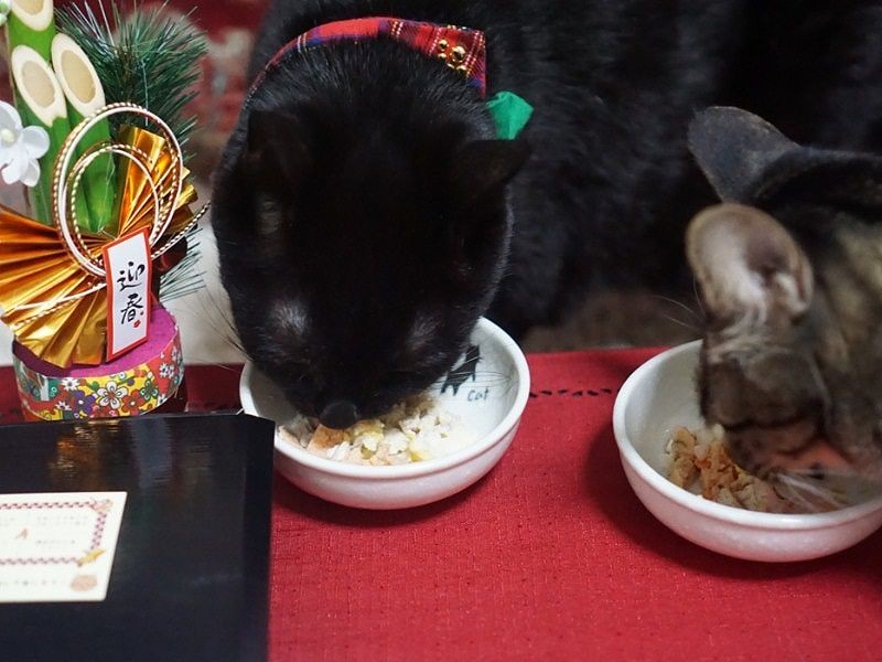 お皿にとりわけて仲良くぱくぱく