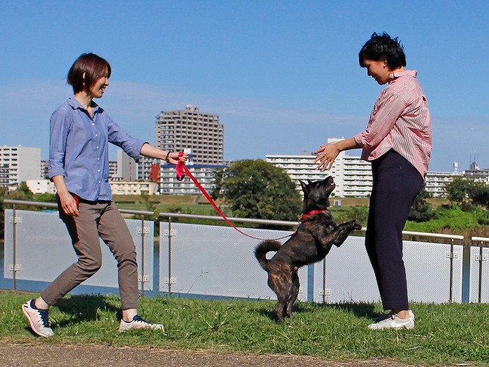 あいさつをごほうびに変えればとびつき防止にもなる