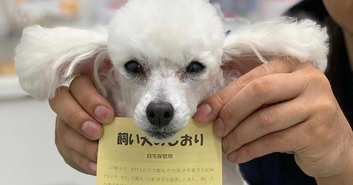 本当に怖い狂犬病、発症すると致死率ほぼ100％　愛犬にワクチン接種を | 犬・猫との幸せな暮らしのためのペット情報サイト「sippo」 - Vimarsana News