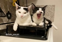 ごはんを待つ猫の圧がすごい