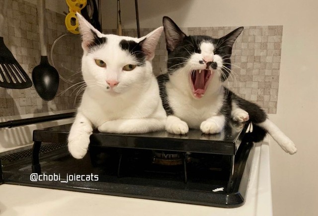 ごはんを待つ猫の圧がすごい