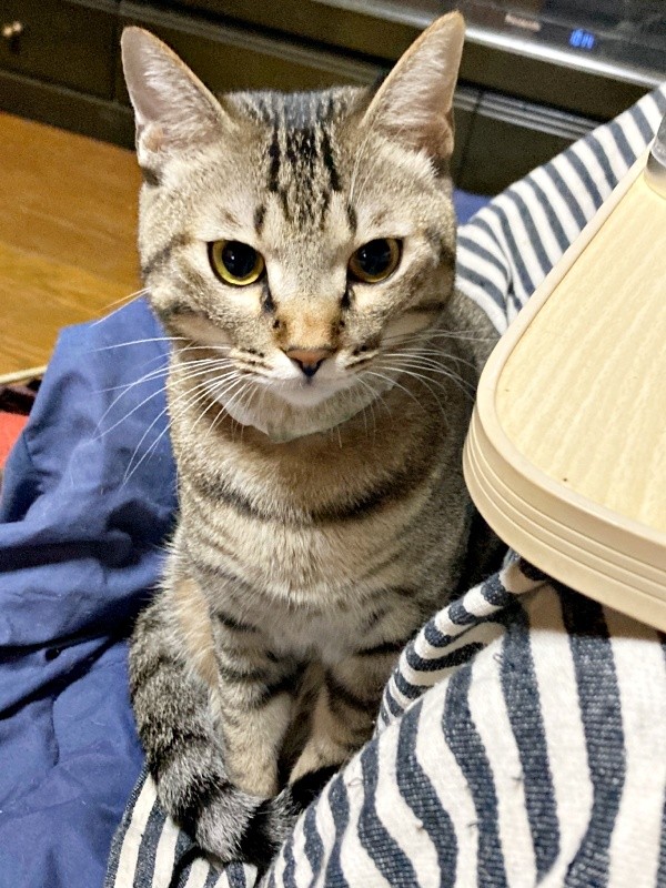 撫でてアピールするマオくん（画像提供：ぽりぽりさん）