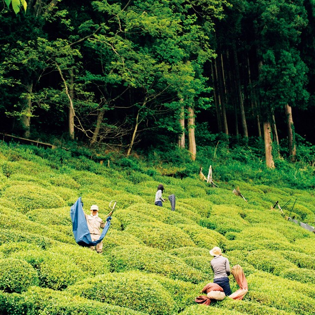 信長が拓いた、霊峰の薬草園が育む茶とは？<br>【センスの因数分解】