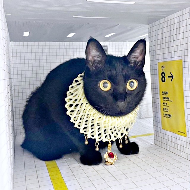 コスプレをして「8番出口」の模型の中でたたずむ黒猫・ノアールちゃん（画像提供：ティグノアさん）