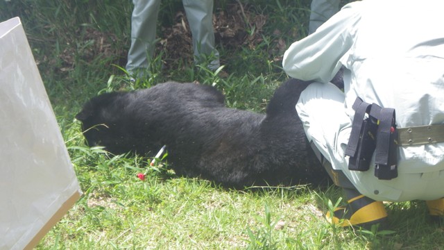 津山市でツキノワグマを捕獲　集落まで1kmほど離れた山中のイノシシ・シカ用のわなに