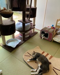 猫部屋のドアは閉め切らず、暖簾で仕切っている