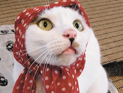 保護猫に囲まれて　とよた真帆の日々（１）