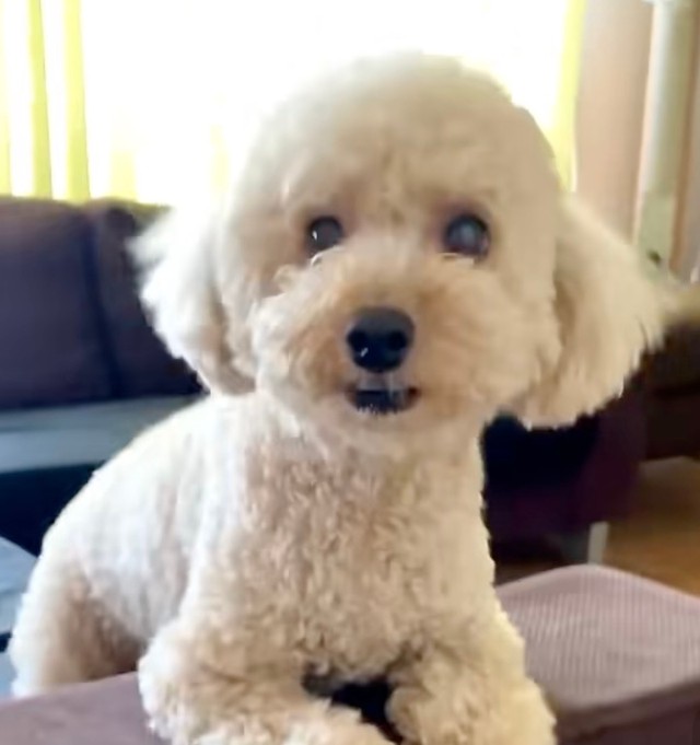 シャイボーイだけど家族には甘えんぼ♡（提供：@vngomanori503さん）