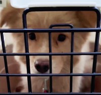 脱走した末に無事保護されたモコ