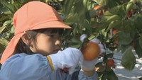 「小原紅早生」を収穫する園児