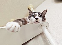 キャットタワーの上でくつろぐ柱太郎くん（画像提供：ミキサーさん）