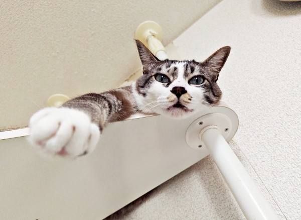 キャットタワーの上でくつろぐ柱太郎くん（画像提供：ミキサーさん）