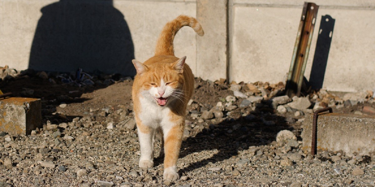 話し合いは難航するも、野良猫「にゃーにゃ」を迎える準備は着々と