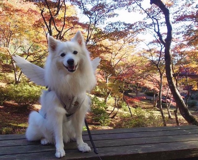 大きいサイズの天使の羽ハーネスをつけた楽くん。「写真映えしますワン☆」（画像提供：くーさんママさん @kukuri_shibainu）