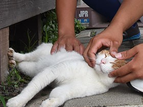 グラウンドにすみ着いた野良猫　甲子園球児を癒やしで応援
