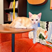 テーブルの上から片前足をだらーんとおろしてくつろぐうにくん（画像提供：こぴさん）