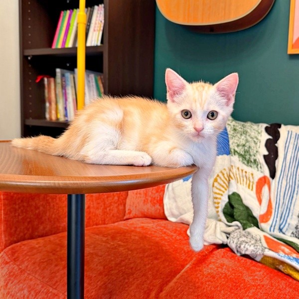 テーブルの上から片前足をだらーんとおろしてくつろぐうにくん（画像提供：こぴさん）