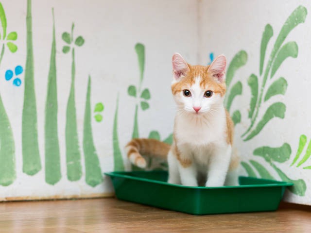 アンケート募集 あなたのおうちの 猫のトイレ 排泄 事情 教えてください Sippo シッポ