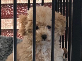 目をギラつかせて爆走しとにかく寝ない！　トイプーの子犬を迎えて追い詰められた