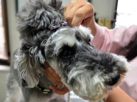 ぽっちゃり犬がダイエットに挑戦　減量指導中に動物看護師が知った驚きの事実とは