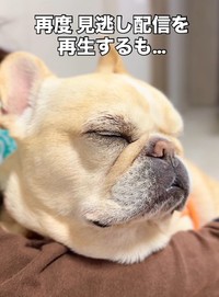 飼い主さんに抱っこされるとすぐうとうと……（提供：＠frenchbulldog0613さん）


