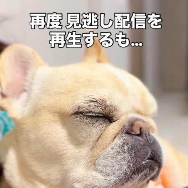 飼い主さんに抱っこされるとすぐうとうと……（提供：＠frenchbulldog0613さん）

