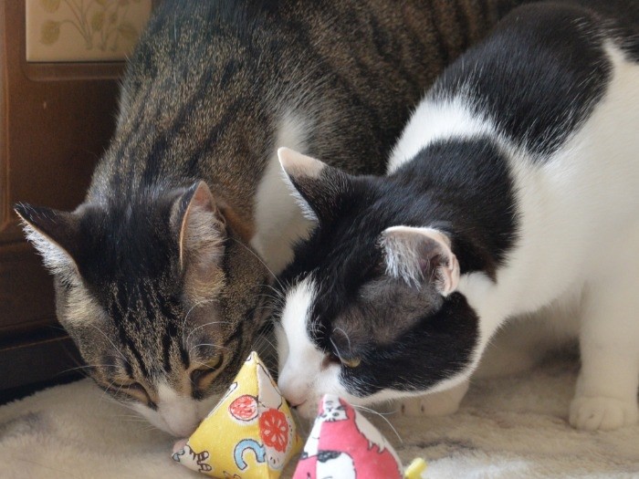 面白そうなオモチャを発見