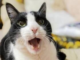 ちょっぴり“おまぬけ”だけど17歳とは思えない　美少年のようなMIX猫「らん」