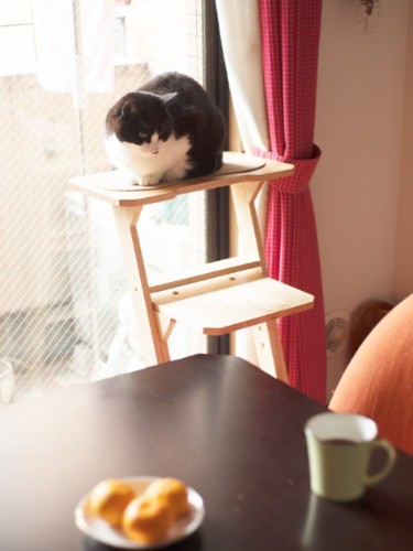 見晴台の上でひなたぼっこ（小林写函撮影）