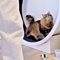 トコトコ歩き出すヤマネコくん（画像提供：ヤマネコさん）