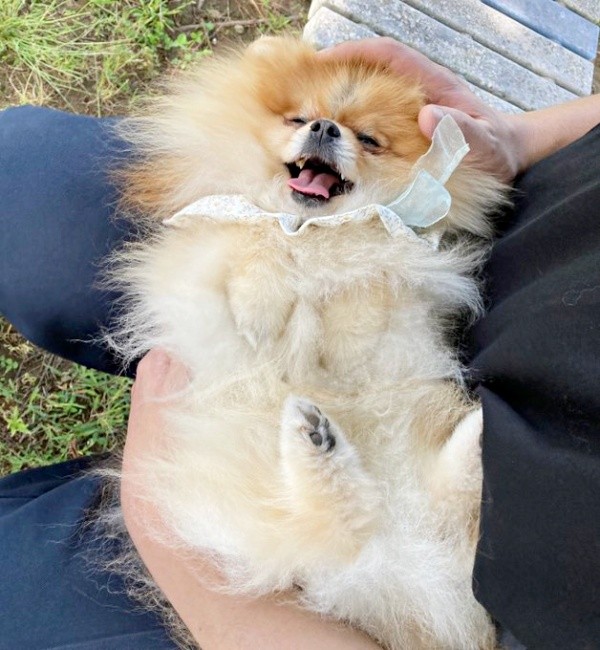 飼い主さんの膝上でゴロンと寝そべるたぬこちゃん（画像提供：たぬことぽきちさん）