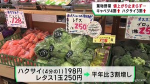 葉物野菜が高騰　猛暑による生育不良や燃料価格が影響か