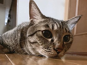 三兄弟しっかり者の長男、ミックス猫「グリ」　実は甘えん坊　　