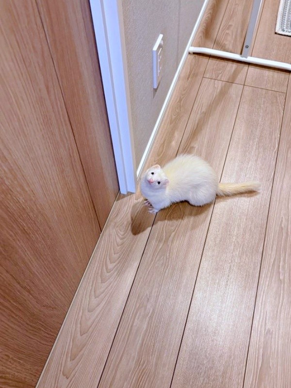 飼い主さんの寝室を自室と思っているウユちゃん（画像提供：ウユちゃんさん）