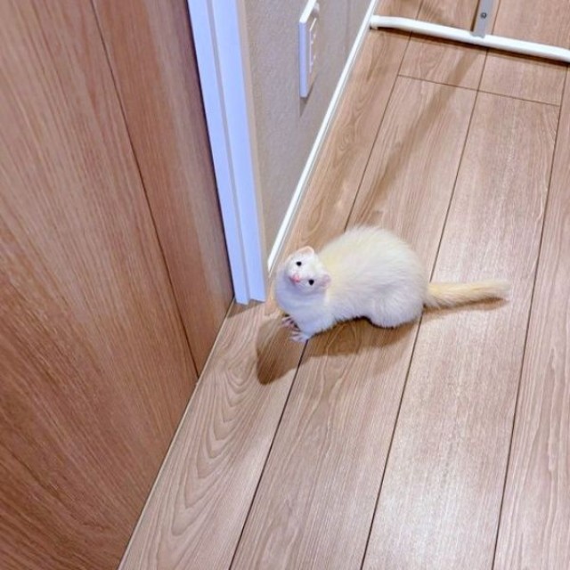 飼い主さんの寝室を自室と思っているウユちゃん（画像提供：ウユちゃんさん）