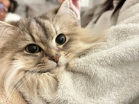 飼い主さんの腕枕でまったり過ごすしらすちゃん（画像提供：しらす どんぐり はんぺんさん）