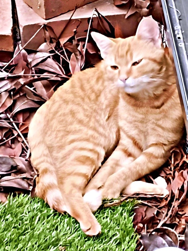 保護直前、庭でくつろぐこなちゃん（画像提供：ユンコロさん）