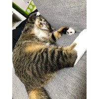 お日様のにおい…（提供：ねこまるすいさん）